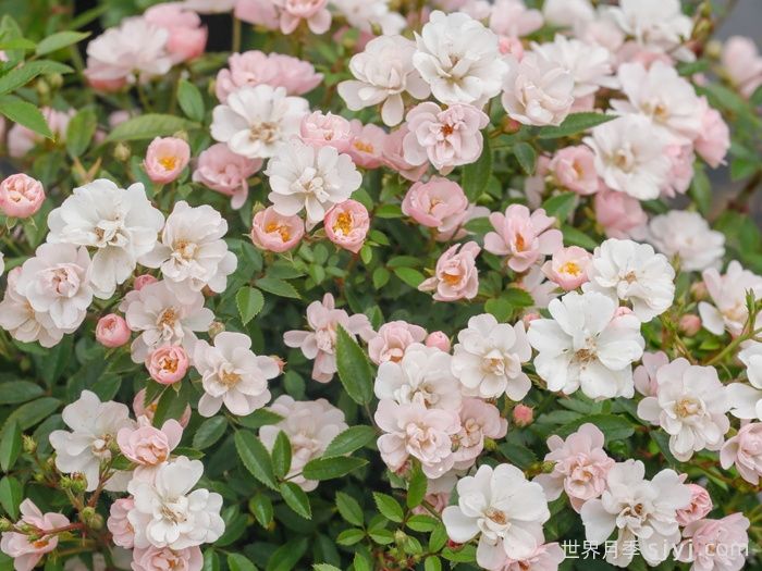 樱坂月季/樱贝姬月季Sakurasaka(图3)