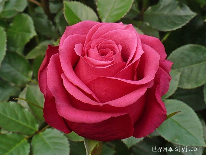 樱桃奥月季/樱桃O/樱桃巷Cherry-O(图1)