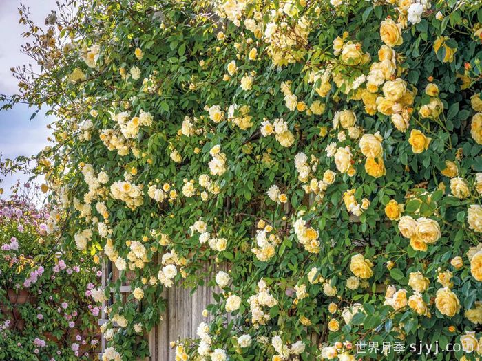 马文山月季Malvern Hills(图3)