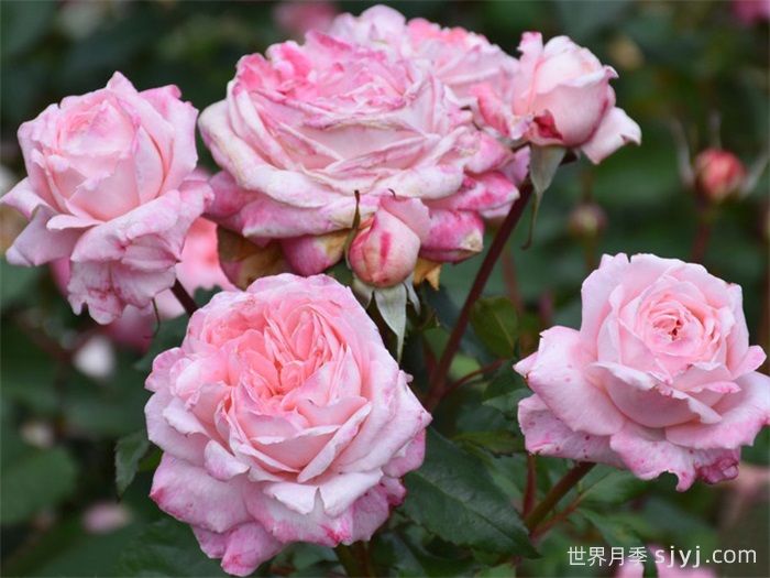 玛尔莉丝月季/玛里斯Marlis Renaissance(图2) 玛尔莉丝月季/玛里斯Marlis Renaissance(图2)