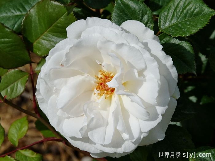 玛格丽特梅丽尔月季Margaret Merril(图1)