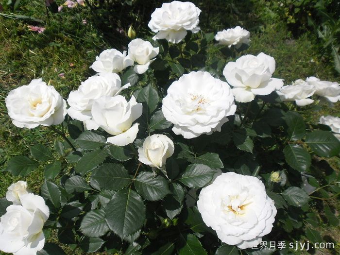 玛格丽特梅丽尔月季Margaret Merril(图2)