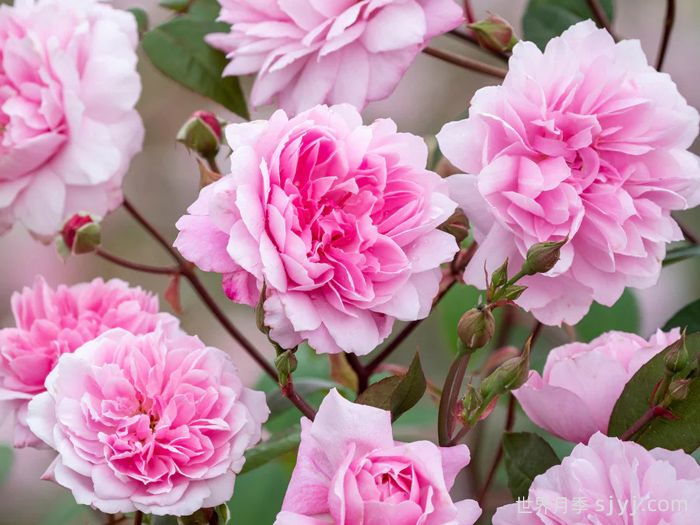 玛丽德拉尼月季/莫蒂默赛克勒Mary Delany(图1)