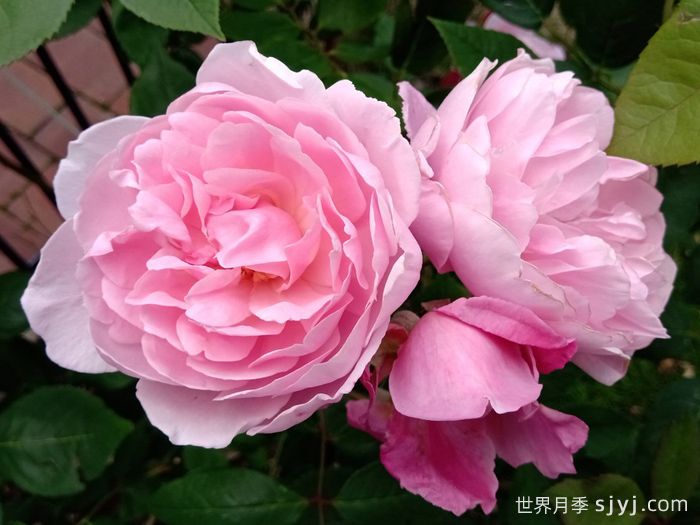 玛丽德拉尼月季/莫蒂默赛克勒Mary Delany(图2)