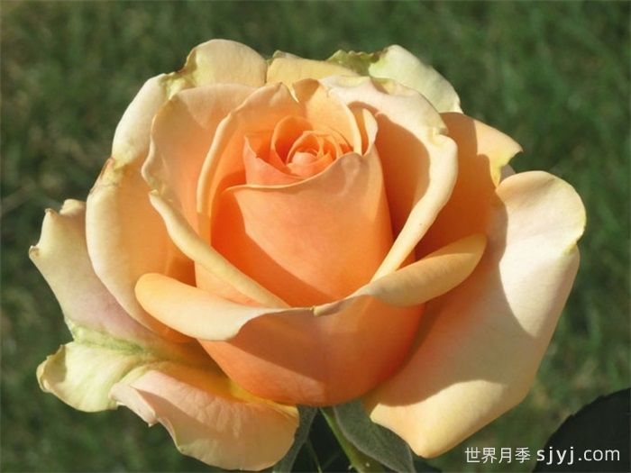 玛丽莲梦露月季Marilyn Monroe(图1)