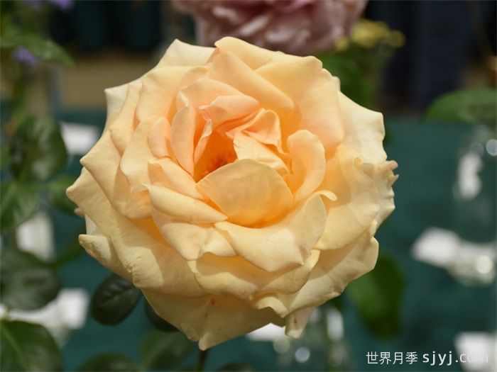 玛丽莲梦露月季Marilyn Monroe(图2)