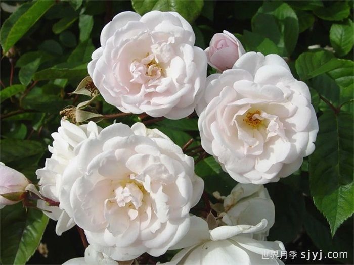 玛丽帕维奇月季/帕维叶月季Marie Pavic(图1)