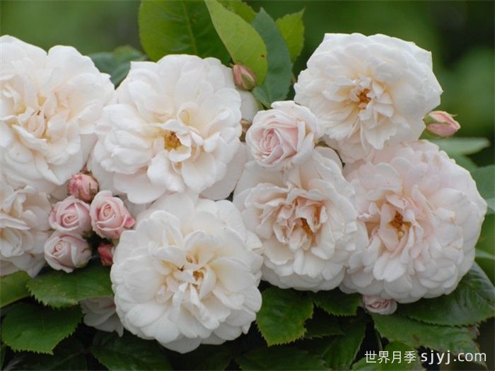 玛丽帕维奇月季/帕维叶月季Marie Pavic(图2)