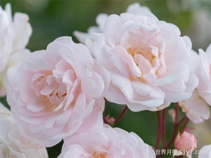 玛丽帕维奇月季/帕维叶月季Marie Pavic(图3)