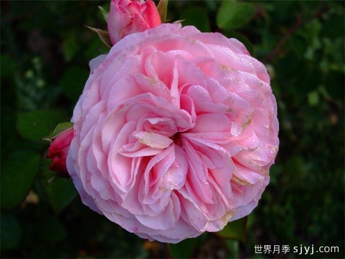 玛丽亚泰丽莎月季/玛丽娅特蕾莎Mariatheresia(图3)