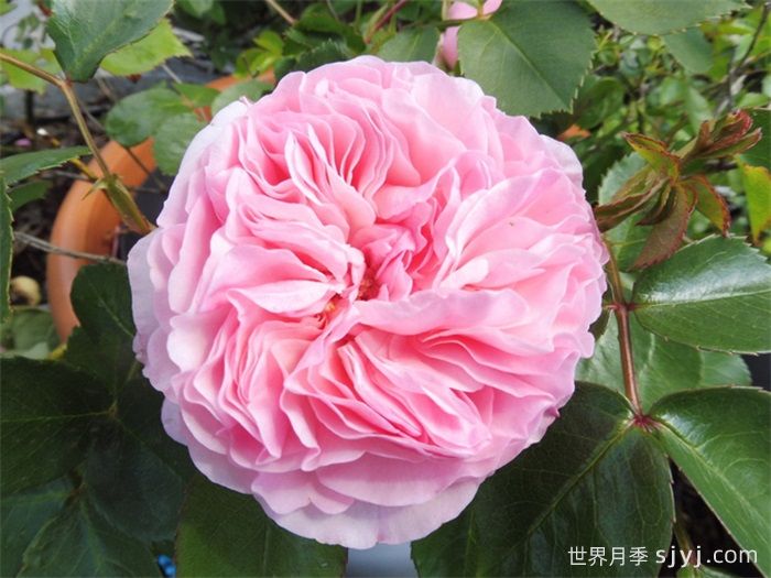 玛丽亚泰丽莎月季/玛丽娅特蕾莎Mariatheresia(图1)