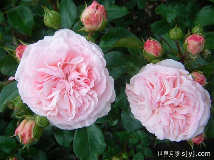 玛丽亚泰丽莎月季/玛丽娅特蕾莎Mariatheresia(图2)