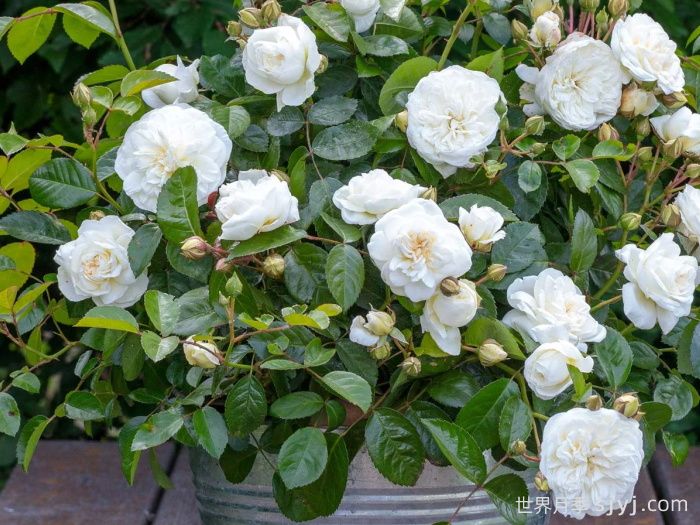 玛莲娜毕加索月季/香草马卡龙/白色格蕾丝Marina Picasso(图2)