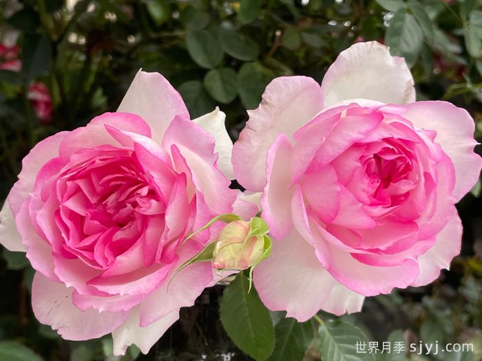 玛莎月季Martha(图2)