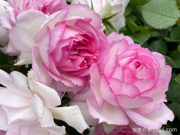 玛莎月季Martha(图1)