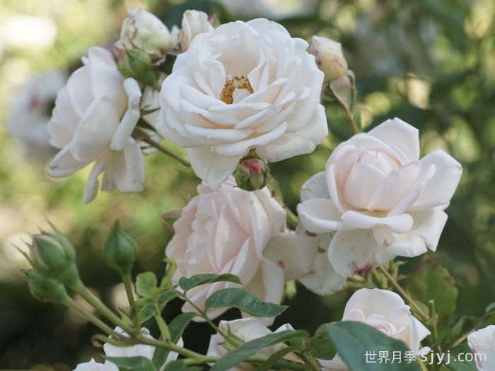 玛婷吉洛月季Martine Guillot(图1)