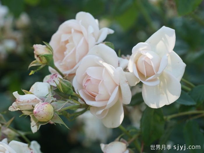 玛婷吉洛月季Martine Guillot(图3)