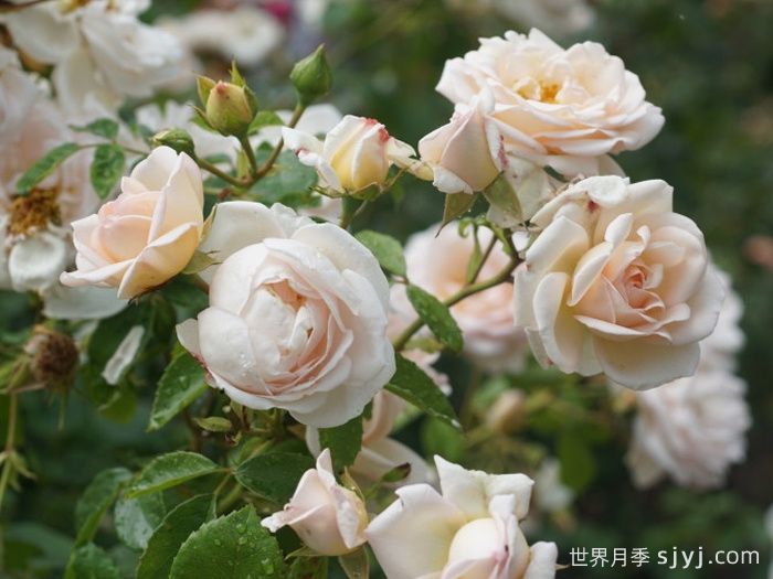 玛婷吉洛月季Martine Guillot(图4)