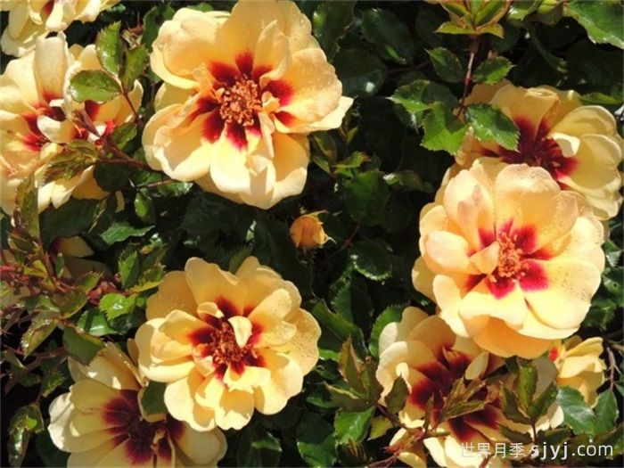 玛雅巴比伦眼睛月季Maja Babylon Eyes(图2) 玛雅巴比伦眼睛月季Maja Babylon Eyes(图2)