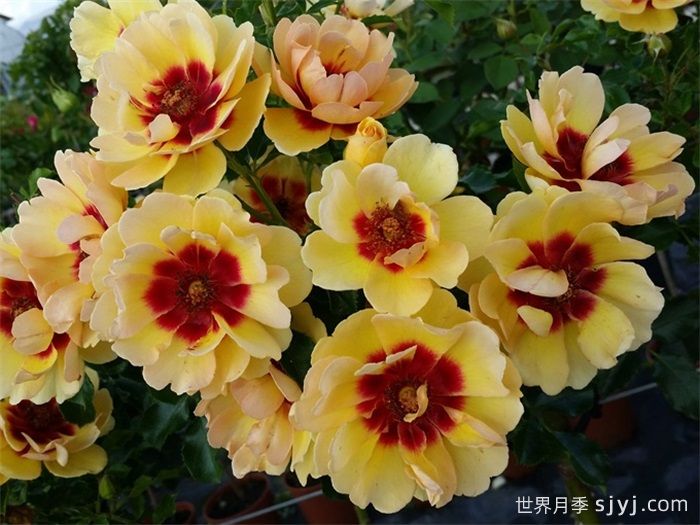 玛雅巴比伦眼睛月季Maja Babylon Eyes(图1) 玛雅巴比伦眼睛月季Maja Babylon Eyes(图1)