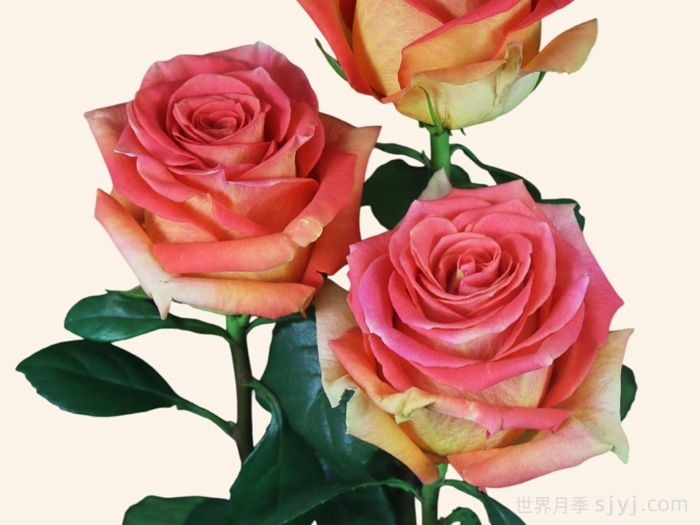 麦迪娜广场月季Grandiose(图2)