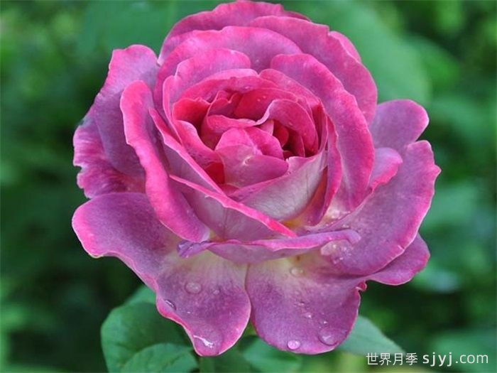 麦斯女妖月季/默斯女魔/恶魔般的海洋Diablesse de Mers(图2)