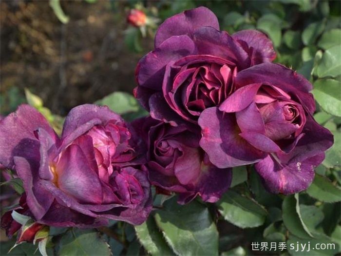 麦斯女妖月季/默斯女魔/恶魔般的海洋Diablesse de Mers(图3)