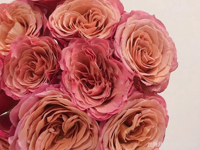 麦芽月季(图1) 麦芽月季(图1)