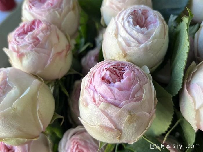 曼斯菲尔德庄园月季/泰林月季/酷皮Mansfiled Park(图2)