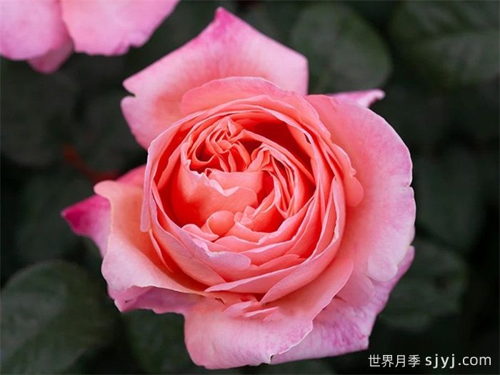 玫昂小姐月季/甜蜜小姐月季Mademoiselle Meilland(图3)