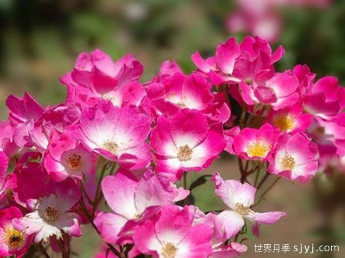 玫瑰地毯月季(图1)