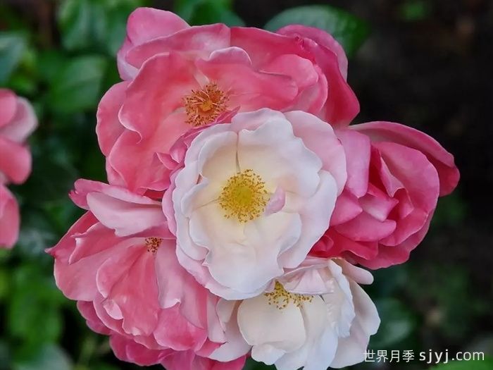 玫瑰浪漫月季/火蛋白石/蔷薇浪漫/格莱特Roseromantic(图1)