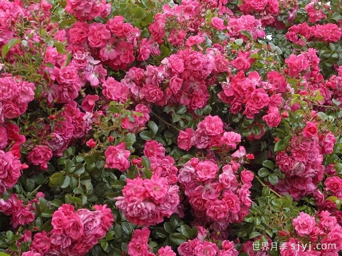 梅郎珍珠月季/梅朗珍珠Palmengarten Frankfurt(图3)