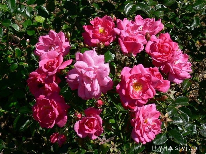 梅郎珍珠月季/梅朗珍珠Palmengarten Frankfurt(图4)