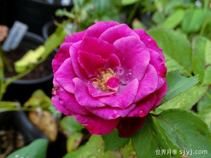 梅丽月季/梅丽莎Meli(图1) 梅丽月季/梅丽莎Meli(图1)