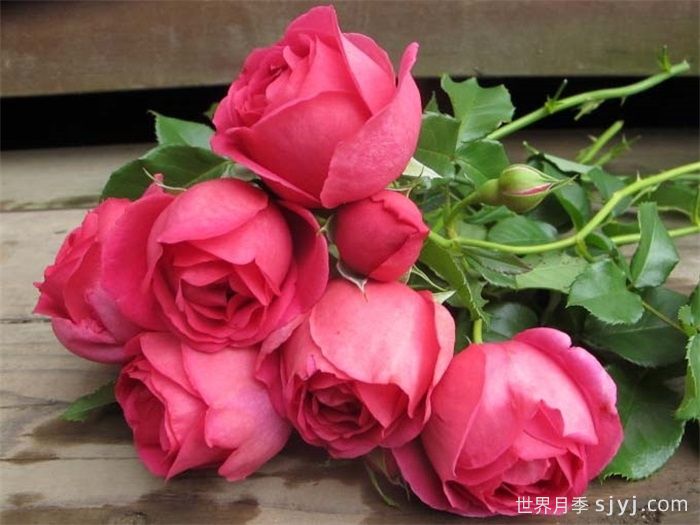 梅特斯辛格月季Meistersinger(图1) 梅特斯辛格月季Meistersinger(图1)