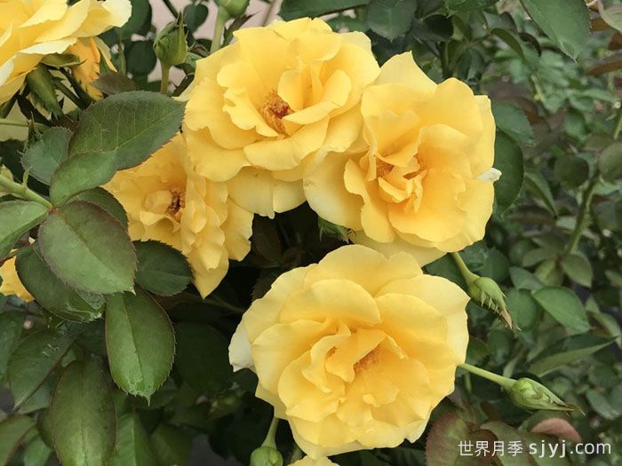 美好阳光月季/阳光灿烂的日子Good Day Sunshine(图1)