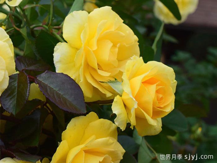 美好阳光月季/阳光灿烂的日子Good Day Sunshine(图2)