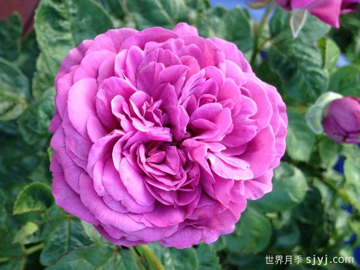 梅子色完美月季/完美的李子月季Plum Perfect(图1)