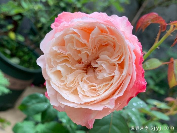 美空月季/环美空月季Tamaki Misora(图1)