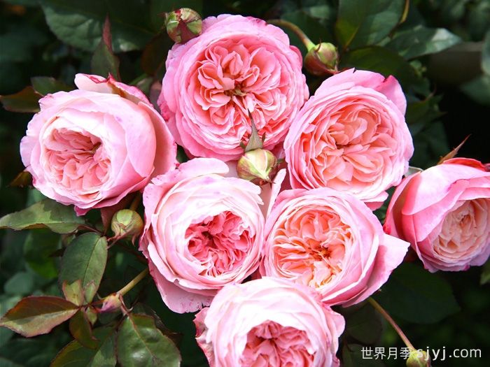 美空月季/环美空月季Tamaki Misora(图3)