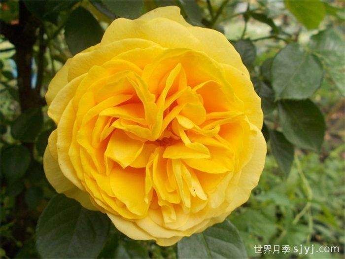 美妙绝伦月季/**惊艳/朱莉亚查尔德/儿童茱莉娅Absolutely Fabulous(图1)