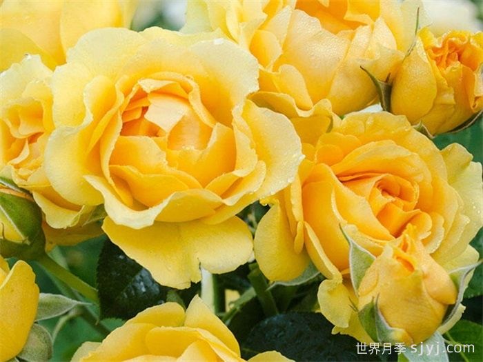 美妙绝伦月季/**惊艳/朱莉亚查尔德/儿童茱莉娅Absolutely Fabulous(图3)