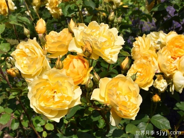 美妙绝伦月季/**惊艳/朱莉亚查尔德/儿童茱莉娅Absolutely Fabulous(图4)