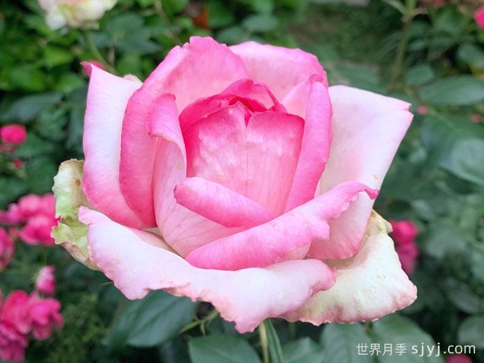 乐天派月季La Rose Optimiste(图2)