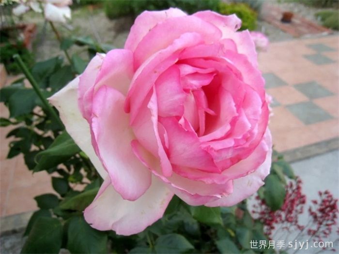 乐天派月季La Rose Optimiste(图3)