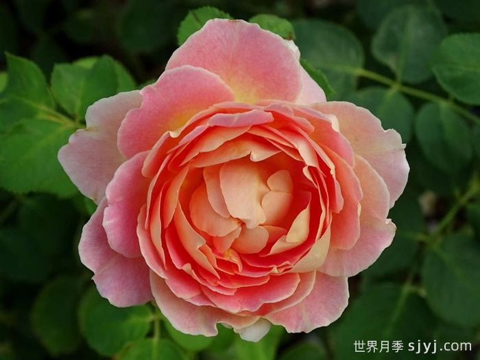 乐在阳光月季/嬉晴/阳光下的乐趣Fun in the Sun(图1)