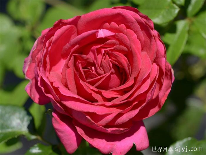 雷吉斯马蔻月季/瑞吉斯马柯Regis Marcon(图1)