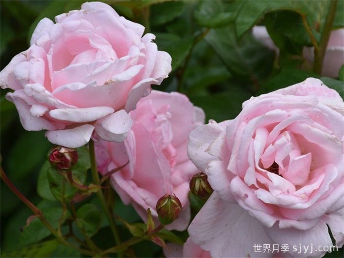 蕾切尔月季/兰蔻Racquel Renaissance(图3)