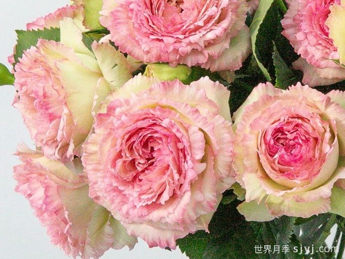 蕾丝伊甸园月季Lace Eden(图1)